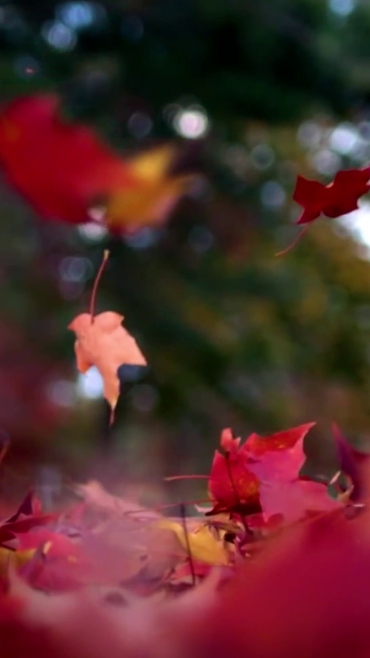 秋日枫叶飘落的慢动作。用高速摄影机拍摄的