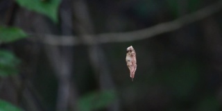 在热带雨林中，树叶被困在蜘蛛网中被风吹得旋转。