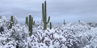 在亚利桑那州的仙人掌国家公园里，沙漠里的雪
