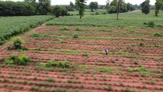 农民在木薯田里喷洒农药并清除杂草。缓慢的运动。视频素材模板下载