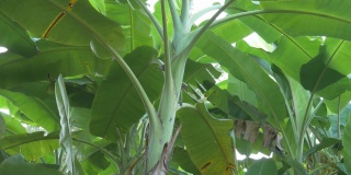 香蕉树，香蕉种植园的香蕉叶