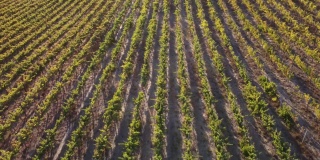 无人机在日落时分飞过南澳大利亚国家农业的葡萄园