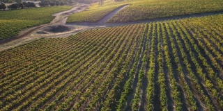 无人机飞行在葡萄酒葡萄园藤风景实时视频日落在美丽的一天在南澳大利亚