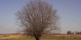 一棵对称的柳树(柳)在比斯博斯