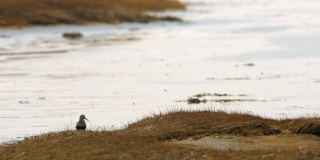 一只名叫邓林的小鸟正在海边寻找食物。
