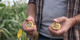 一位农学家在玉米地里检查玉米收成。农业。