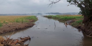 从喀拉拉邦可以看到流过稻田的河流