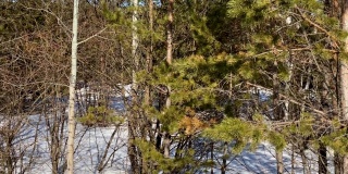 冬去春来，白雪皑皑的森林里漫步的鹿子。森林里的野生动物。环境保护。野生动物。俄罗斯4 k。