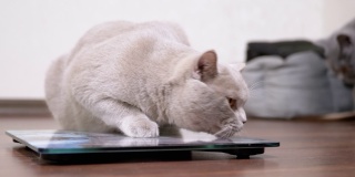 大型肥胖灰色英国家猫在房间里玩电子秤。变焦