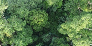 俯瞰郁郁葱葱的热带雨林。马来西亚美丽的森林。