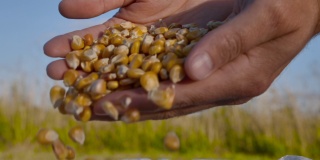 手中的玉米种子，农业。农民手捧玉米粒在田间收获。农民手中的干玉米种子注入种植园农场，农民收获谷物作物，工业农业