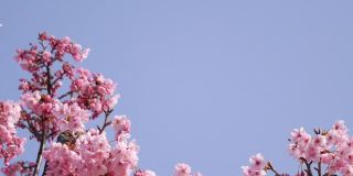 一段樱花和鸟儿在春风中摇曳的视频。