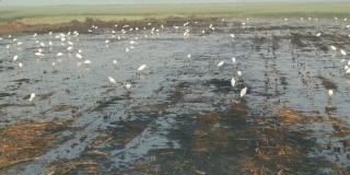 鸟儿在田野里飞翔，吃着昆虫。河水在流淌