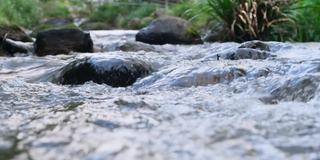 在清晨的阳光下，溪水流过森林里的天然石头。春天溪水在森林中流淌