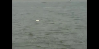 80年代海上的海鸥