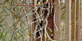 干燥风化的常春藤茎上生锈的金属网栅栏柱