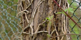 蔓生旋花的干茎，长在带链环网的木栅栏桩上