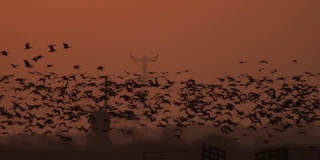 一群大雁在傍晚的阳光下飞过荷兰的风车(特写镜头)