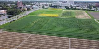 空中城市视野中的绿地景观。许多人在向日葵地里拍照。农业农场、农田或种植园，有纹理图案。包括高速公路上的交通和汽车。