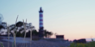 纤弱的草叶在风中摇曳，背景是海滨的红白灯塔