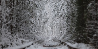4 k。冬季自然隧道与铁路公路的鸟瞰图。Klevan,乌克兰。风景如画的冰冻森林，有白雪覆盖的云杉和松树。冬天的林地。无人机在树间飞行。