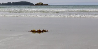 海带，神经囊藻，在沙西海岸的海滩上