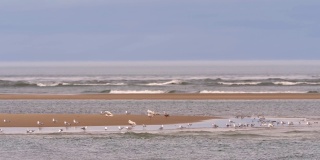 海鸟在被海包围的小岛上觅食。