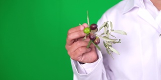 实验室工作人员在绿色屏幕上展示橄榄枝，新鲜的橄榄和叶子