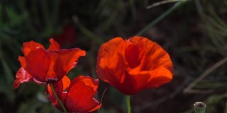 红色罂粟花在风中高清慢动作视频