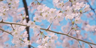 樱花盛开，蔚蓝的天空，春天的花见景象，定点相机