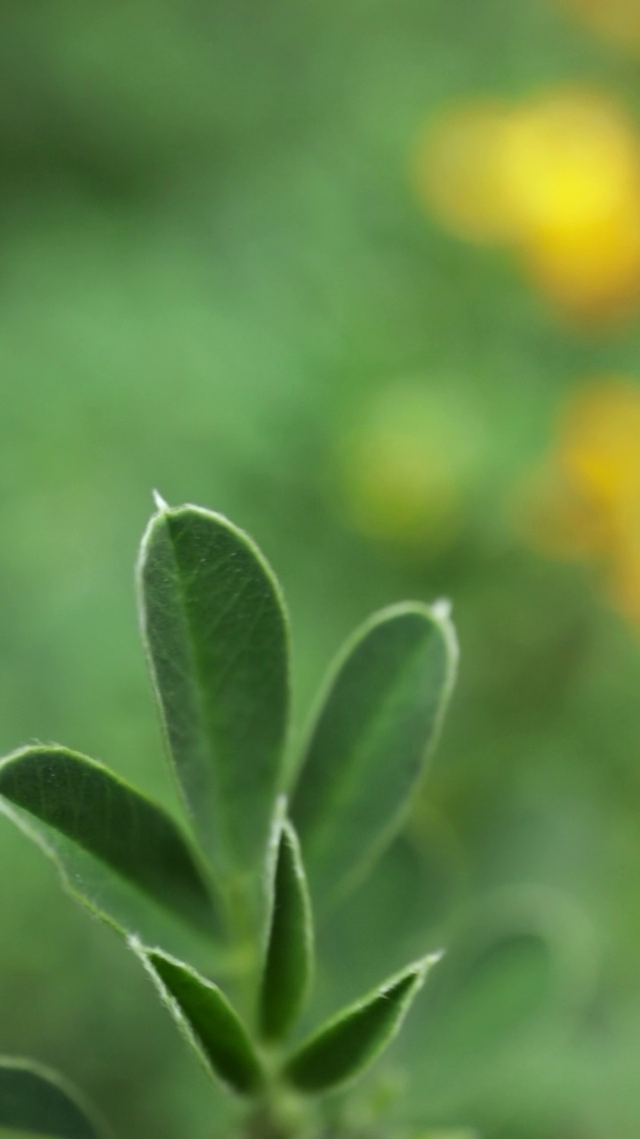 郁郁葱葱的绿叶自然春天背景垂直视频与软焦点接近