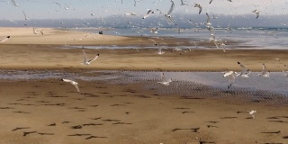 一群海鸥飞行的慢动作。