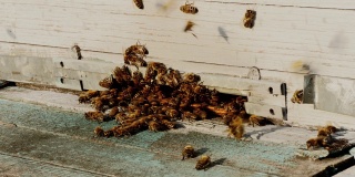 生物养蜂场或自然农场、农村工场、农家蜂群苍蝇