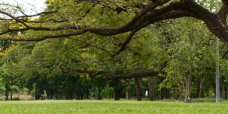 绿色的草地庭院和树木在公共公园