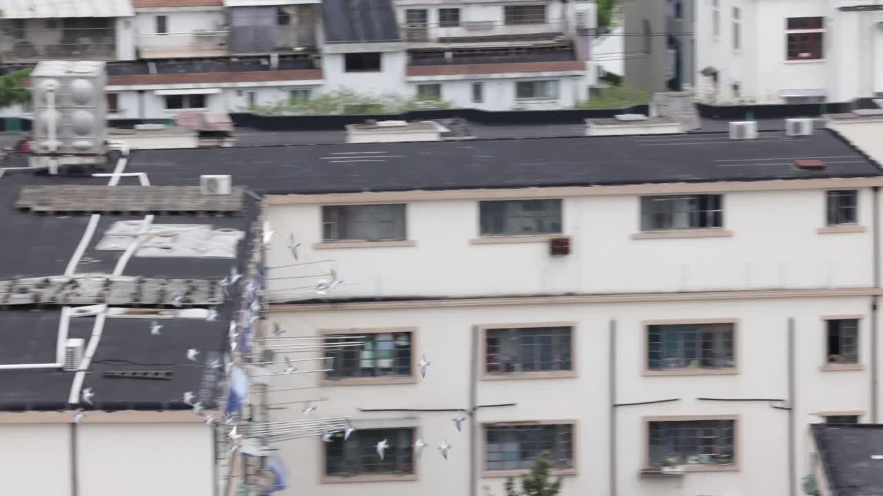 鸽子飞过建筑物