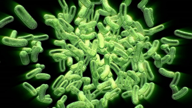 绿色感染细胞