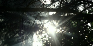阳光透过树枝和烟雾