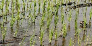 水流入稻田