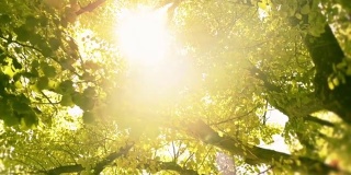 高清视频多莉情绪太阳看透过树木和树叶