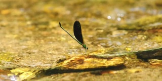 绿色蜻蜓特写自然