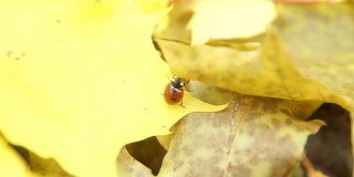 瓢虫在桔黄色的秋天枫叶上