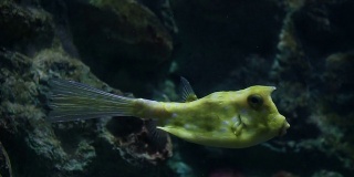 长角羚鱼