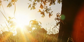 一棵老橡树下的夏日日落