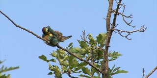 鸟食蜂鸟在栖木上做筑巢游戏