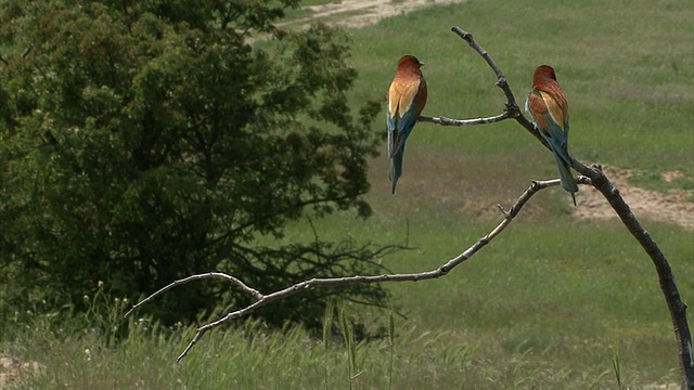 鸟食蜂鸟在栖木上做筑巢游戏