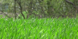 刮风的日子里鲜亮的绿草。慢动作