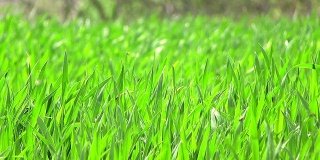 刮风的日子里鲜亮的绿草。近距离