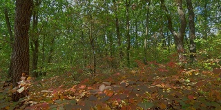 橡树秋天森林时间流逝拍摄机动滑块，RAW HDR
