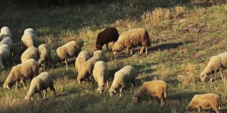 一群羊在山野上吃草，旭日光照