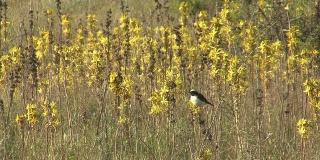 鸟花衣穗栖息在黄花上。